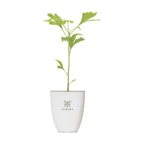 Treemore Letterbox Trees Japanese Nut