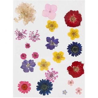 Pressed flowers