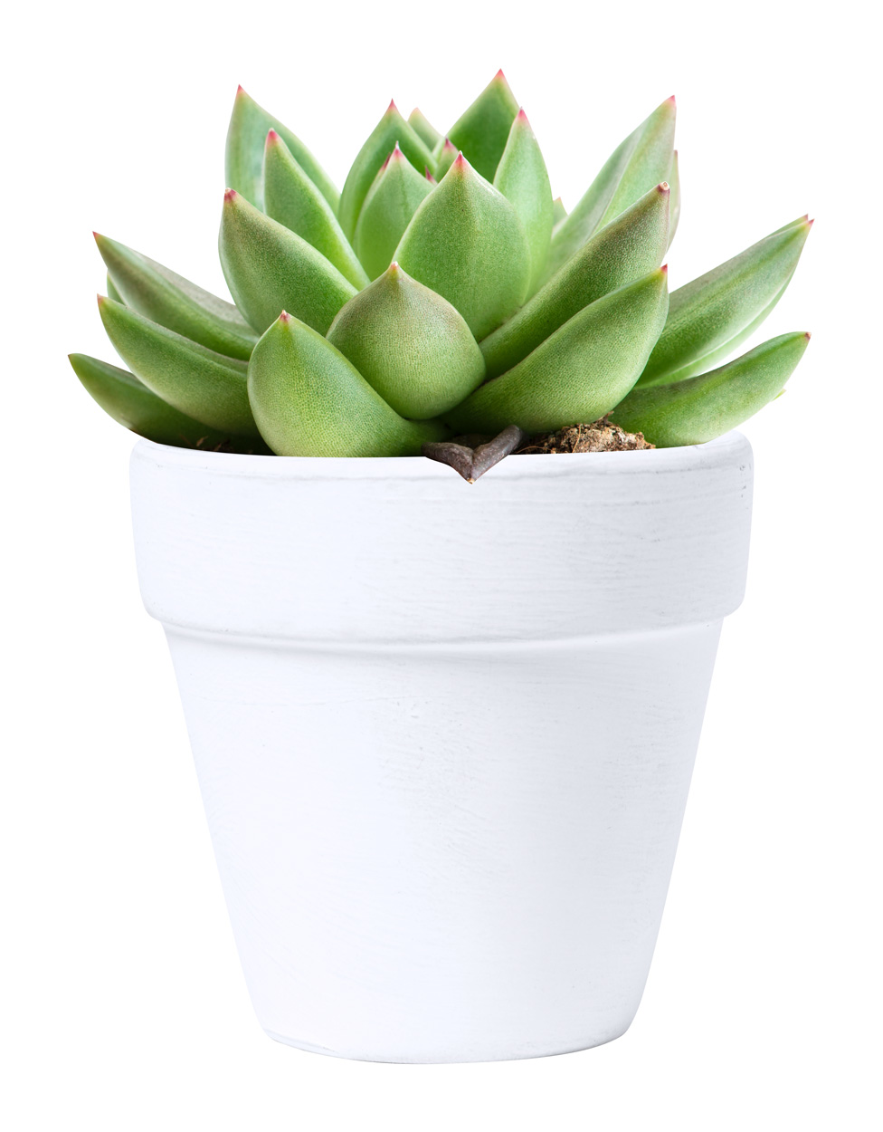 Konte flower pot